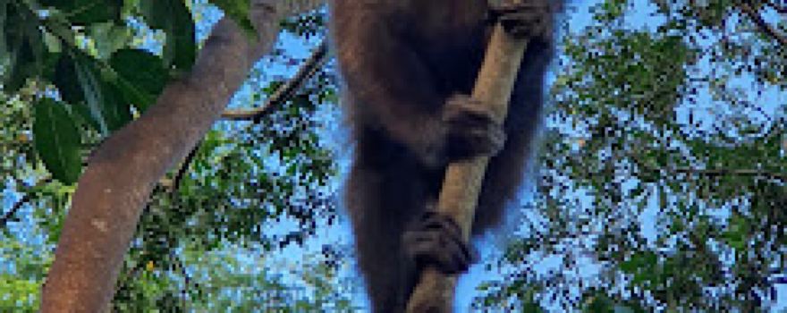 Pico dos Macacos