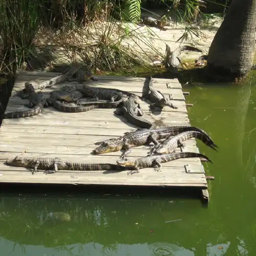 Gator Beach