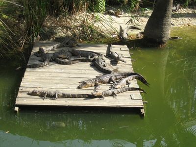 Gator Beach