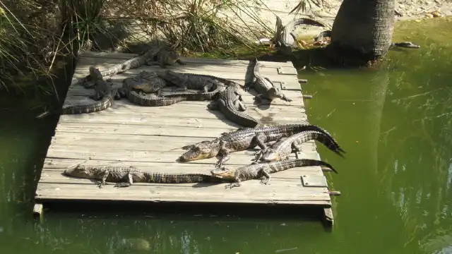 Gator Beach