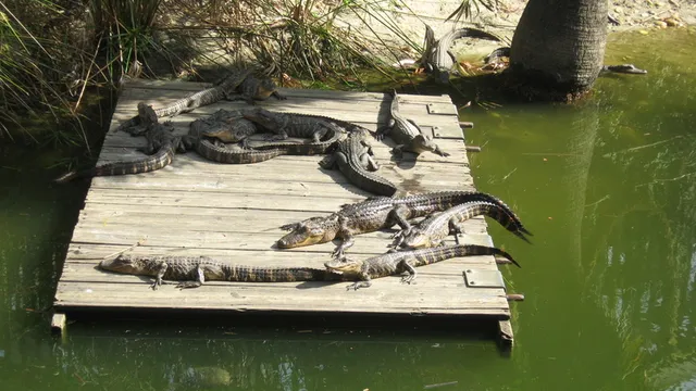 Gator Beach