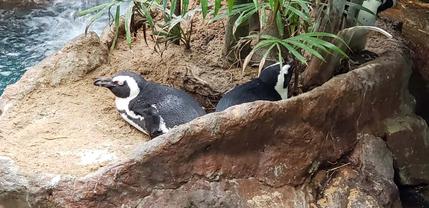 3_The Dallas World Aquarium