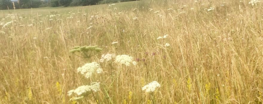Ringstead
