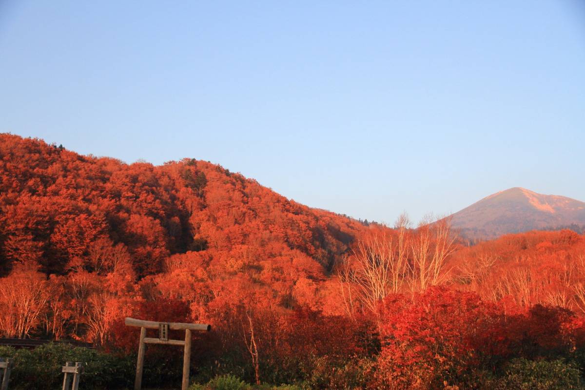 日本紅葉 | 蔦沼
