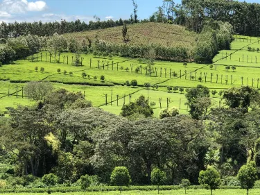 Kericho
