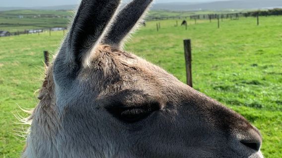 Moher Hill Open Farm and Leisure Park
