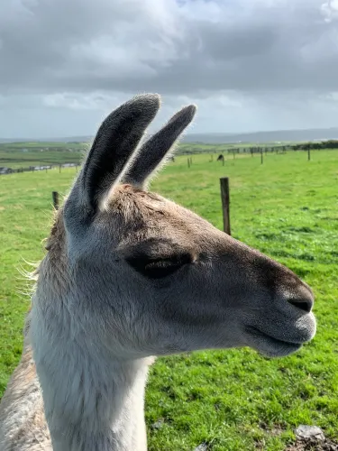 Moher Hill Open Farm and Leisure Park