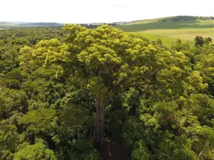 State Park Vassununga