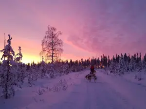 Arctic Husky Farm