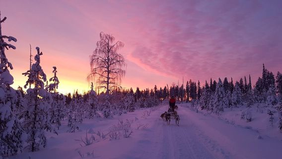 Arctic Husky Farm