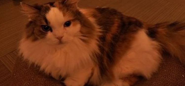 Cat Cafe Calico