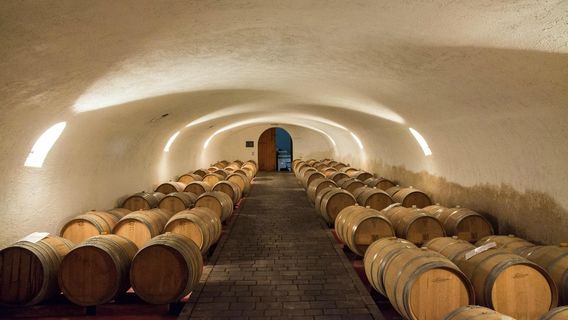 Avanzi winery and Frantoio