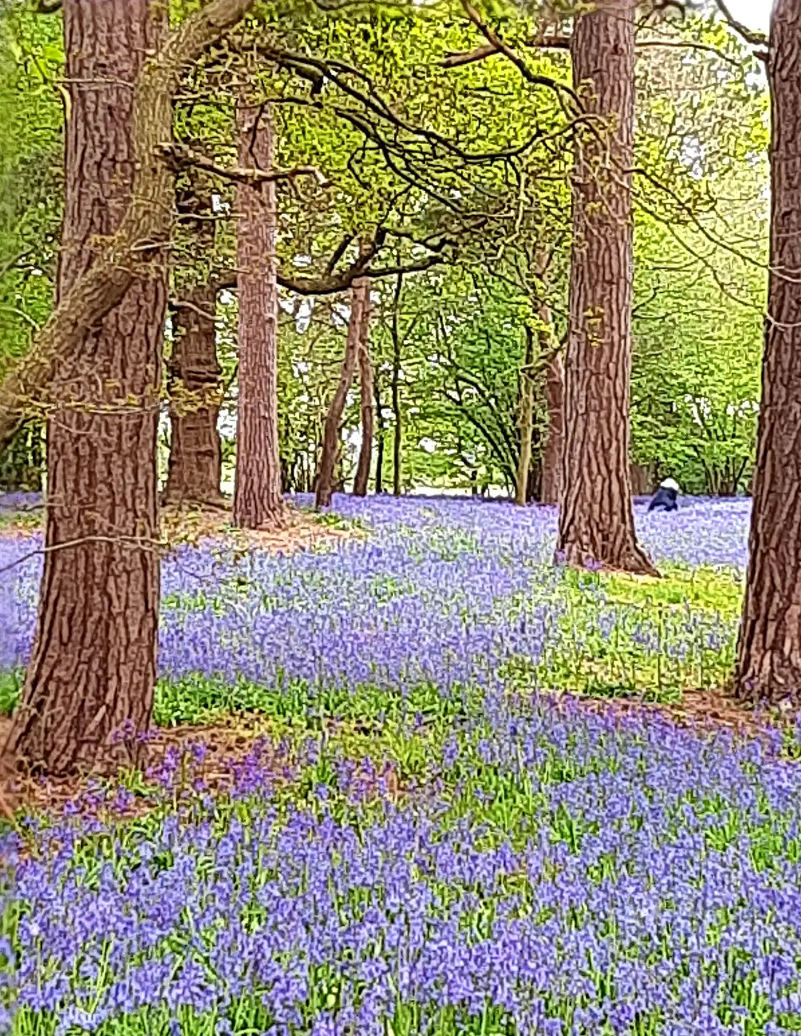 Hotels near Haughley Park