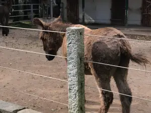 Falkenstein / Vogtl. Zoo