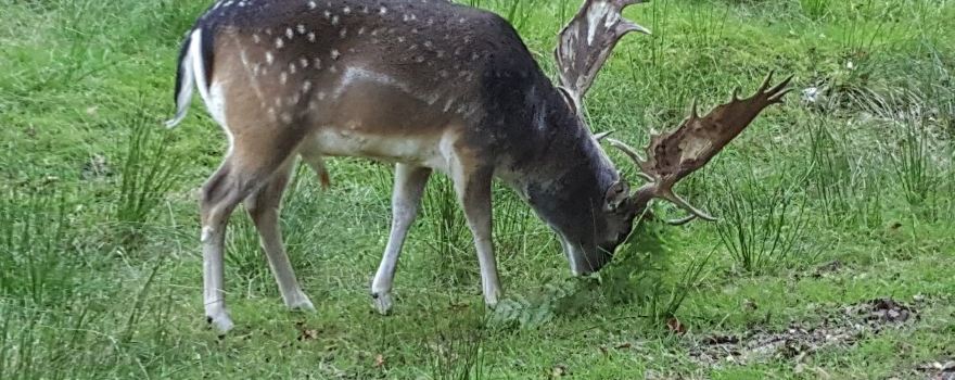 Wildpark Neuhaus