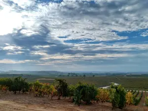 Bodegas Duron