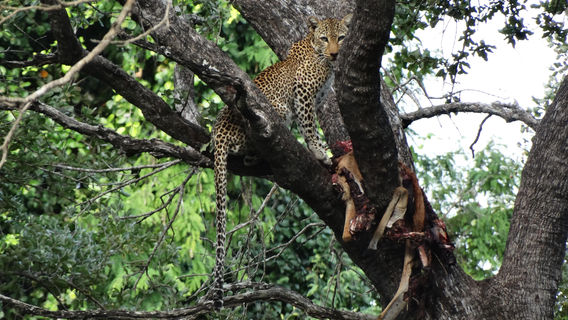 African Pangolin Safaris