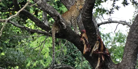 African Pangolin Safaris