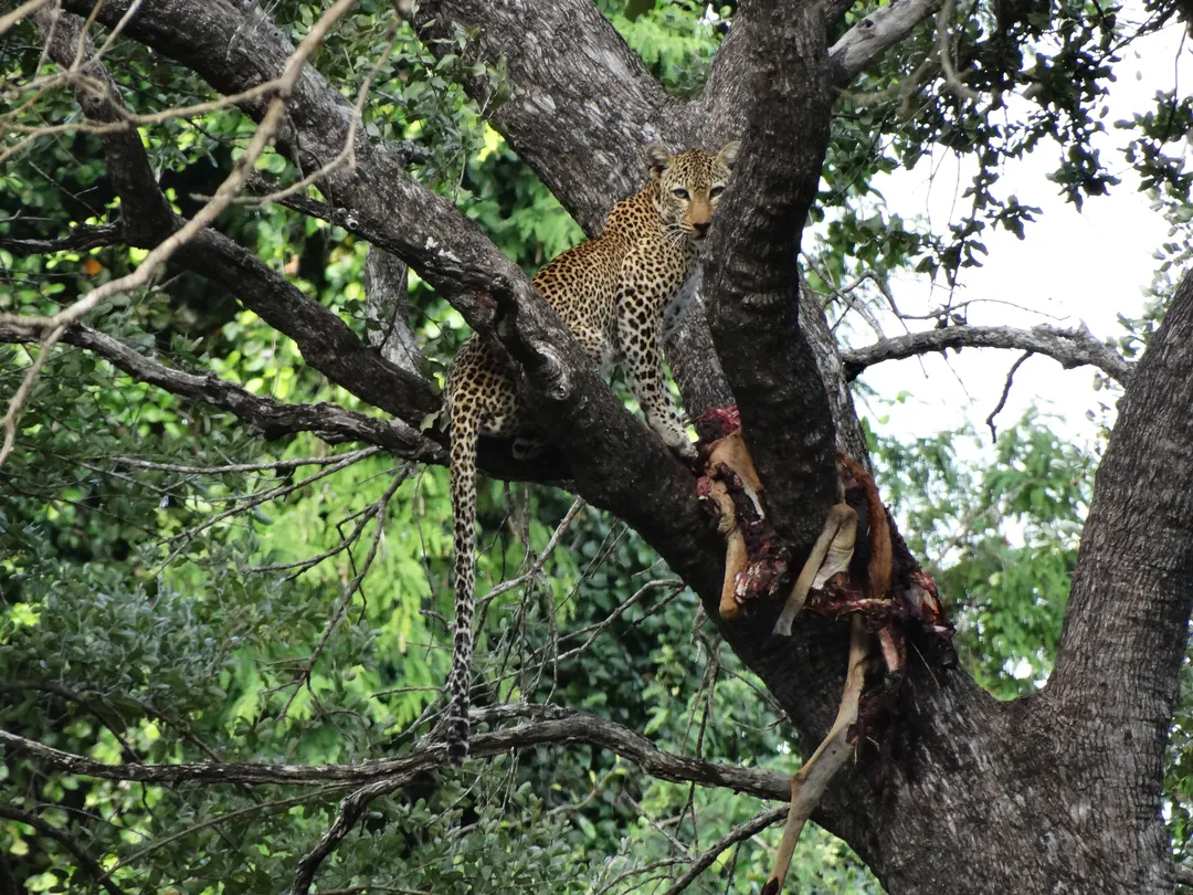 1_African Pangolin Safaris