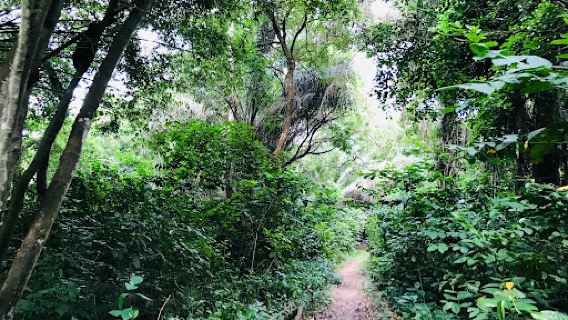 KNUST Botanical Garden