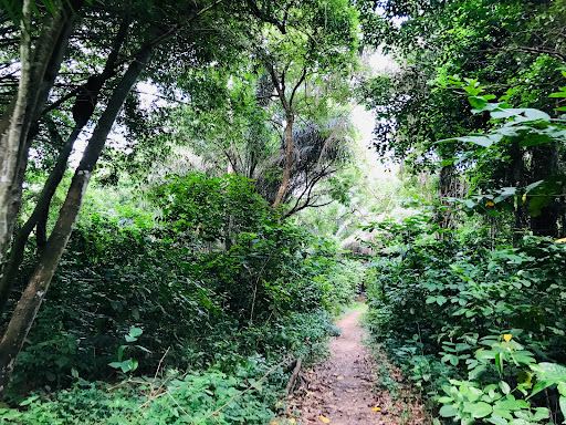 KNUST Botanical Garden
