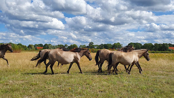 Natuurgebied Het Groninger Landschap