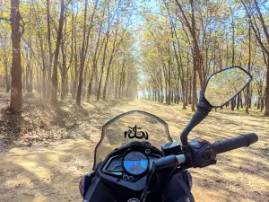Modhupur Rubber Garden -