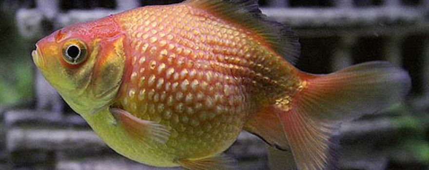 Peces Pilar