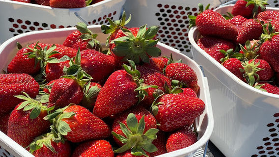 The Farmers' Daughter