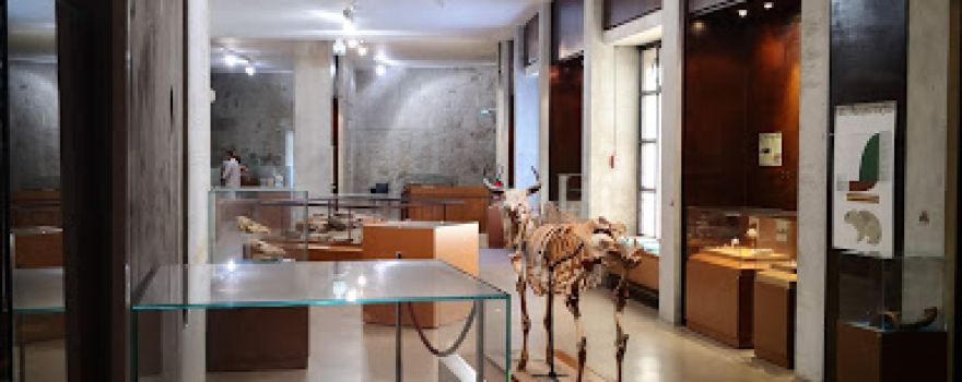 Musée de l'Alta Rocca - Museu di l'Alta Rocca
