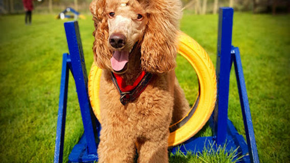 ビーチグローブ・ドギー・ファン・パーク