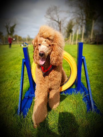 Beechgrove Doggy Fun Park
