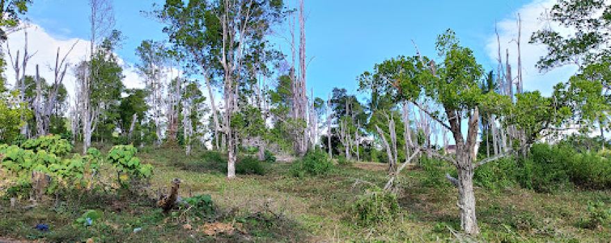 Kebun Cengkeh