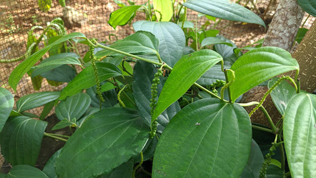 Raju Herbal & Spice Garden