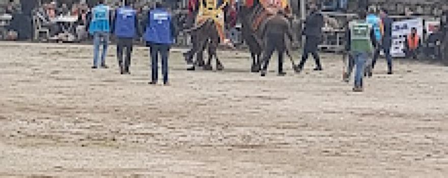 Gökkaya Serkan Güzel Deve Güreşi Arenası