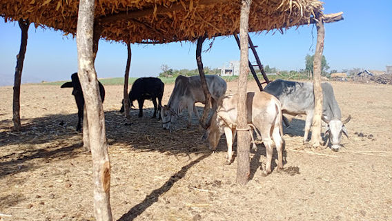 Toranmal Wildlife Sanctuary