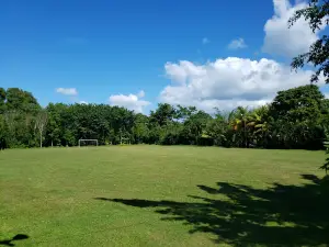 Campo Aguacate Linea