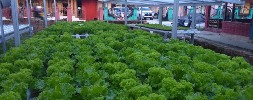 Juna Farm