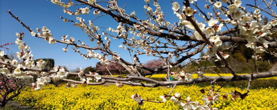 Sakatajōseki Bairin (Japanese apricot blossom garden in Sakata-jō Castle Site)