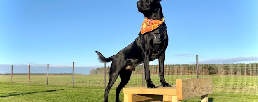 Lincoln Dog Fields
