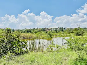 Nyandungu Urban Wetland Eco-Tourism Park