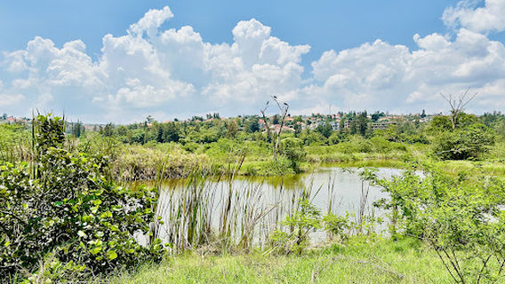 Nyandungu Urban Wetland Eco-Tourism Park