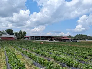 Gross Farms