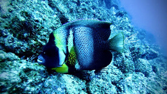 Rocket Frog Divers Flamingo