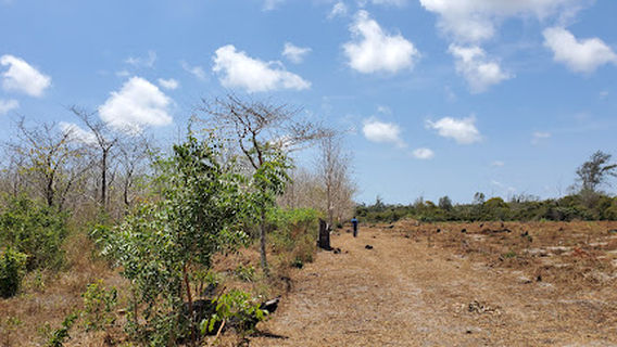 Arabuko Sokoke Elephant Swamp