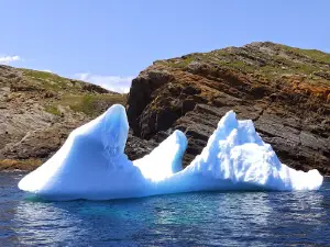 Molly Bawn Whale-Puffin Tours
