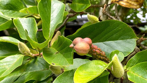 まほろば自然学校