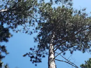 Wanaki Campground