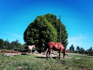Turismo Trayenco