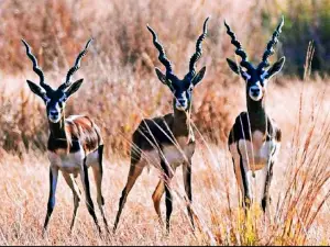 Karopani Black Buck Conservation Area